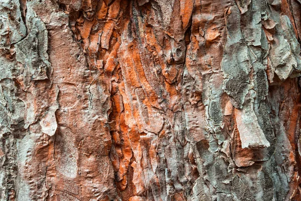 Parlak turuncu çam ağacının parlak ve gizemli dokusu gri kabuklu, tasarım için olağanüstü doğal arka planı var.