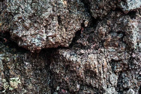 Old Tree Bark Close Mysterious Dark Cracks Close Natural Background — Stock Photo, Image
