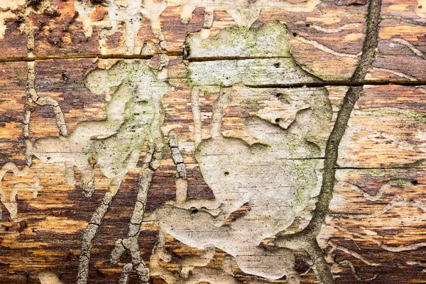 Böceklerin üzerinde çok güzel ve ilginç bir şekilde çalıştıkları kozalaklı ağaç dokusu çevre kavramı.