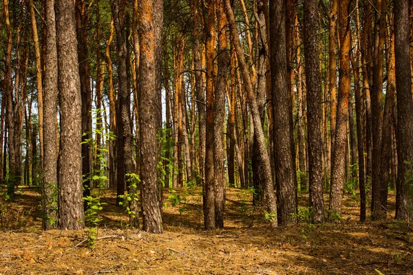 Temporada Verão Floresta Pinheiros Todo Verde Brilhante Muito Belamente Emocionante — Fotografia de Stock