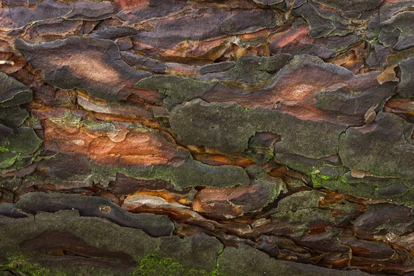 神奇的松树木纹理特写与苔藓生长在树皮背景设计 — 图库照片