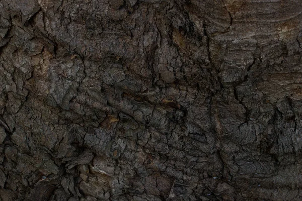 Eski ağaç gövdesi kabuk büyüsüyle kaplı gri fantezi dokusu yaban hayatı tasarım konsepti için pürüzsüz yüzey ormanı arka planı değil.