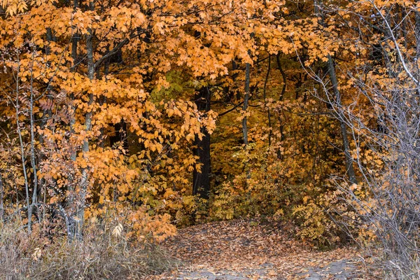 Вход Атмосферу Фантазии Яркий Осенний Лес Апельсиновыми Листьями Растущими Деревьях — стоковое фото
