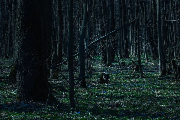 İnce dalları olan gizemli, karanlık ağaç gövdeleri olan büyüleyici bir gece ormanı. Cadılar bayramı ve vahşi doğa kavramının etrafında hiç kimse yok.