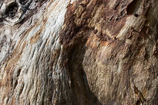 Eski orman ağacının parlak ve pürüzsüz yüzeyi tasarlamak için yakın plan doğal arka plan