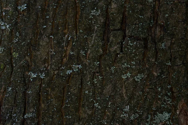 Bir orman ağacının kabuğu ince çatlaklar desen yakın çekim karanlık ve gizemli