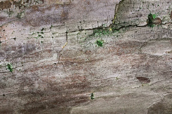 Textuur Van Grijze Schors Van Dennenhout Met Natuurlijke Patronen Donkere — Stockfoto