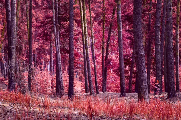 가을의 마법은 색깔의 환상적 소나무 숲이고 나무들 매혹적 황야를 이루며 — 스톡 사진