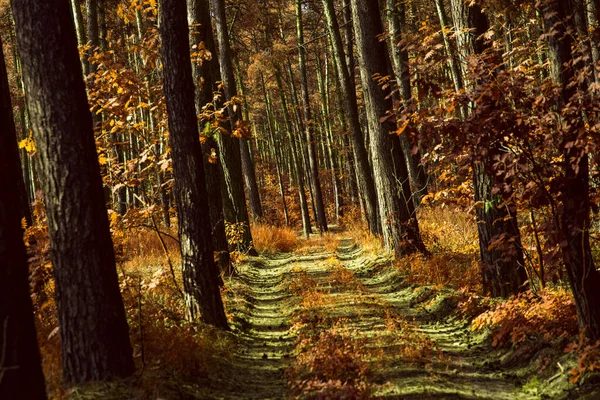 Svažitá Stezka Vede Tajemným Podzimním Lesem Vysokými Borovicemi Nikdo Kolem — Stock fotografie