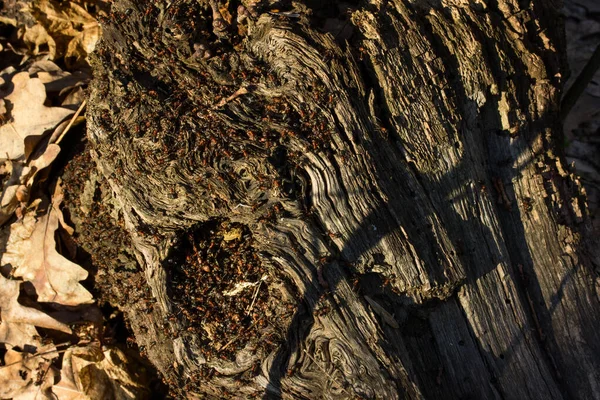 Alter Baumstamm Grau Und Rissig Mit Vielen Ameisen Bedeckt — Stockfoto