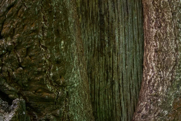 Superficie Lisa Tronco Árbol Cerca Una Parte Patrón Bosque Borroso — Foto de Stock
