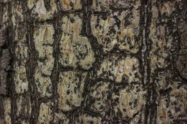 Schöne Muster Auf Birkenstamm Wald Textur Nahaufnahme Hintergrund Für Design — Stockfoto