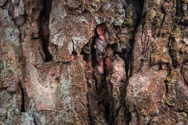 Fantastische Und Geheimnisvolle Natur Rinde Baumstruktur Nahaufnahme Beleuchtet Durch Sonnenlicht — Stockfoto