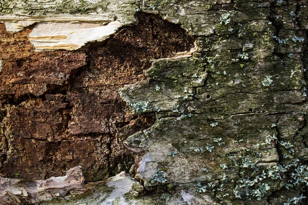 Beautiful Forest Pattern Birch Tree Surface Close Partially Peeled Bark — Stock Photo, Image