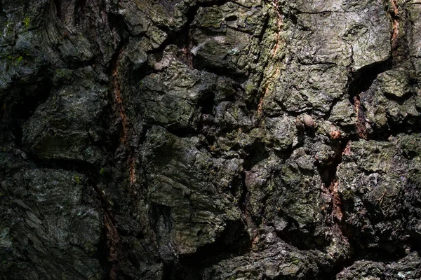 Rissige Rinde Eines Alten Baumes Geheimnisvolle Nicht Glatte Oberfläche Charmante — Stockfoto