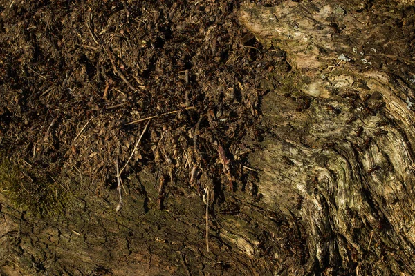 Поверхность Старой Древесины Крупным Планом Красивые Природные Узоры Фон Концепции — стоковое фото