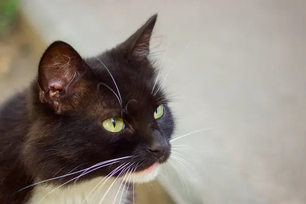 パズルかわいい黒と白の猫がコンセプトかわいいとホームレスの動物を閉じます — ストック写真