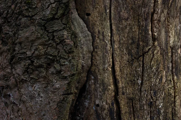 Ormanın gizemli dokusu eski ve büyüleyici ağaç gövdesi kısmen ağaç kabuğuyla kaplı karanlık desenler vahşi yaşam tasarım konsepti için arka planı çatlatıyor