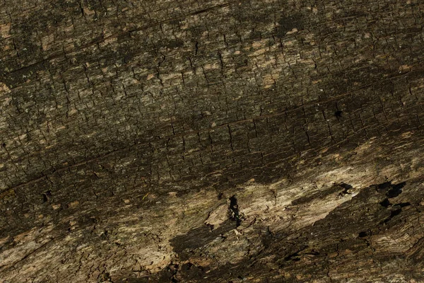 Ağaç kabuğu olmadan gri orman ahşabının dokusu vahşi yaşam tasarım kavramı için güneş ışığından eskimiş ve parlaktır.