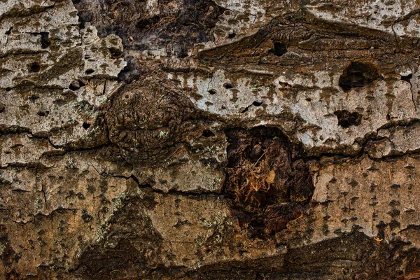 Texture Écorce Arbre Avec Beaux Motifs Naturels Différentes Fissures Sombres — Photo