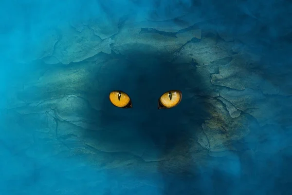 Ormanın Ruhunun Büyük Turuncu Gözleri Bir Ağacın Oyuğunda Parıldıyor Cadılar — Stok fotoğraf