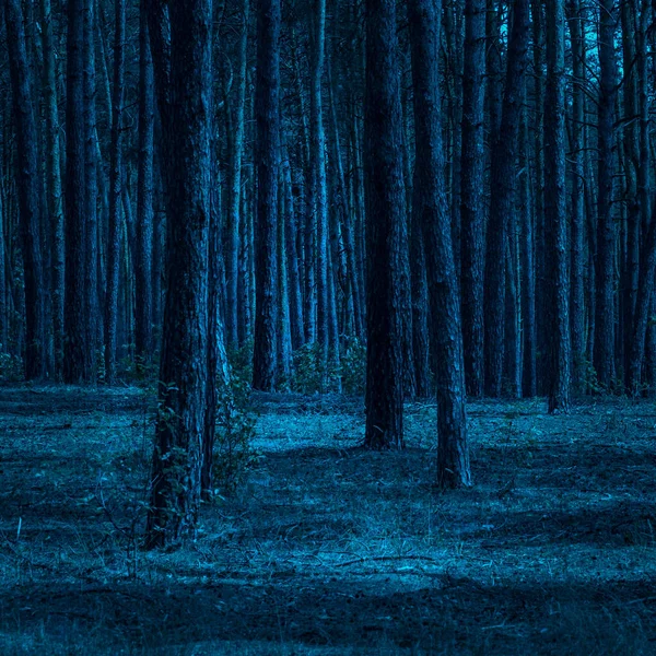 Çam ormanlarında gece güzel ve parlak ay ışığı temiz parlar ve heyecan verici atmosferde kimse yoktur.