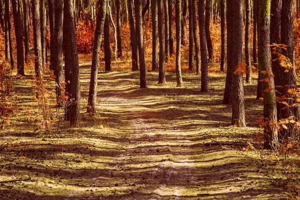 Cesta Jasném Podzimním Lese Kmeny Vysokých Borovic Čisté Nikdo Kolem — Stock fotografie
