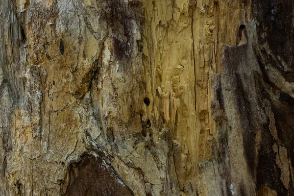 Ağaç gövdesi ağaç kabuğu olmadan inşaat malzemesi pürüzsüz bir yüzey konsepti olan sanayi ve ahşap işçiliği.