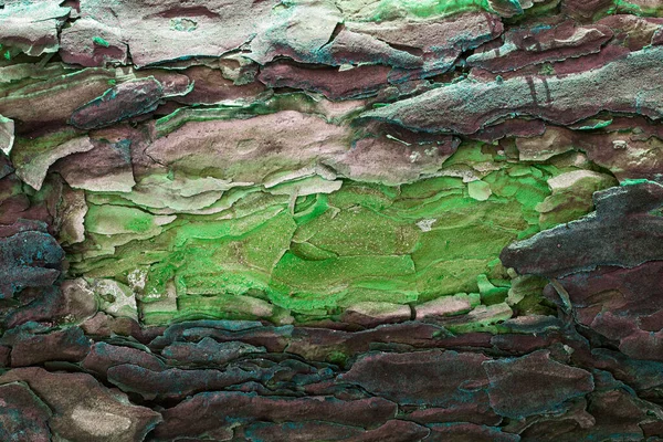 Φανταστική Υφή Ξύλου Πεύκου Πολύχρωμο Φλοιό Γκρο Πλαν Φωτεινό Πράσινο — Φωτογραφία Αρχείου