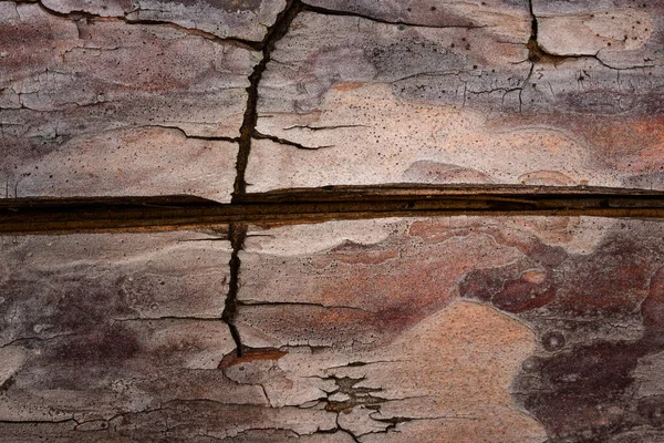 Bright Colored Pine Tree Bark Close Crack Beautiful Patterns Background — Stock Photo, Image