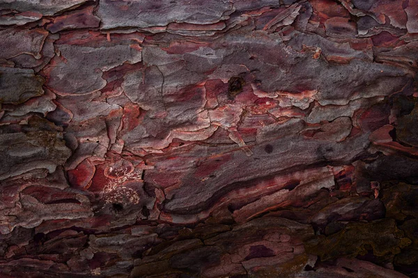Fantastyczna Czerwona Kora Tekstura Sosny Zbliżenie Dzika Przyroda Koncepcja Tło — Zdjęcie stockowe
