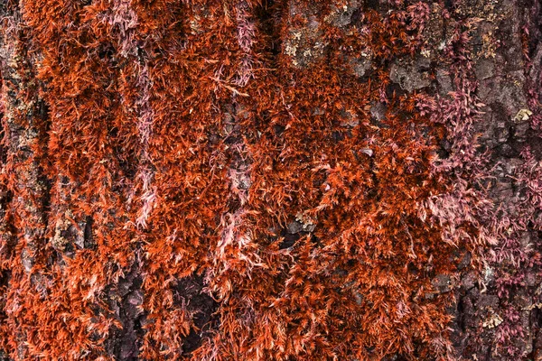 Naranja Otoño Musgo Cubre Corteza Árbol Cerca Brillantemente Iluminado Por —  Fotos de Stock