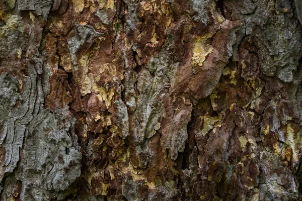 Corteccia Mangiato Texture Primo Piano Grigio Marrone Modello Naturale Carta — Foto Stock