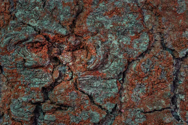 Μυστικιστική Υφή Φλοιού Δέντρου Καλυμμένο Πορτοκαλί Βρύα Closeup Grunge Φόντο — Φωτογραφία Αρχείου