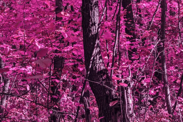 Fantastico Rosa Autunno Naturale Sfondo Alto Misterioso Alberi Mistico Ambiente — Foto Stock