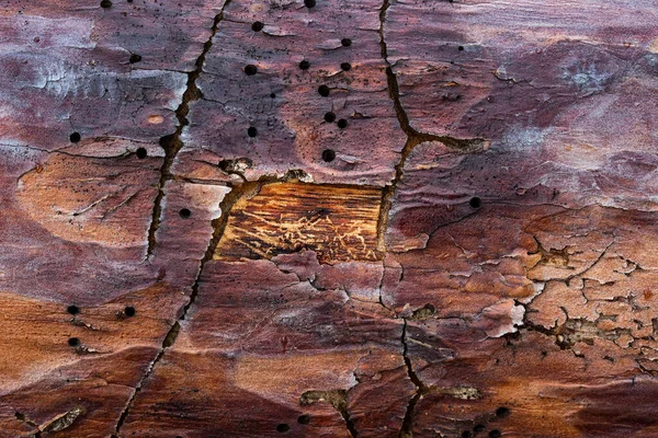 デザインのための穴や亀裂の背景の形で部分的に皮をむいた樹皮や自然興味深いパターンとマルチカラーの松のクローズアップの素晴らしい質感 — ストック写真