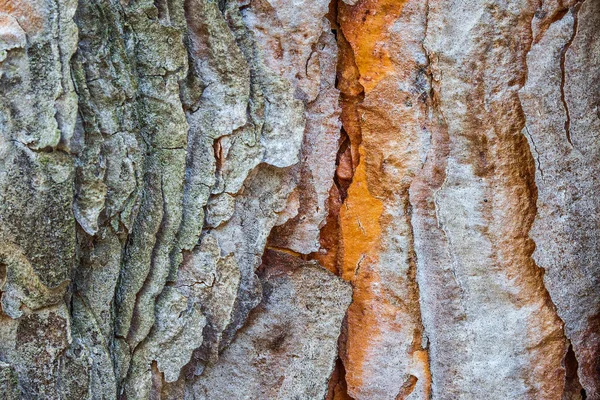 Helle Textur Einer Rinde Einer Kiefer Nahaufnahme Eines Schönen Natürlichen — Stockfoto