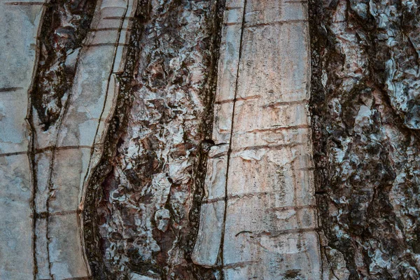 huş ağacı kabuğu doğal desenlere sahiptir. Tasarım için gizemli bir atmosfere yakın plan.