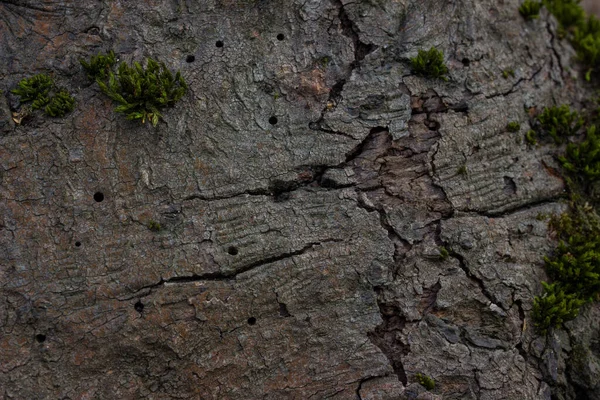 자연을 설계하기 배경에서 자라는 이끼로 나무껍질의 질감을 깨뜨렸다 — 스톡 사진