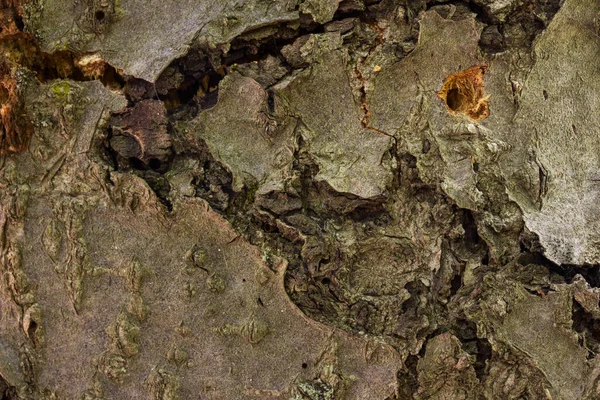Casca Rachada Uma Árvore Floresta Tronco Brilhante Fechar Papel Parede — Fotografia de Stock