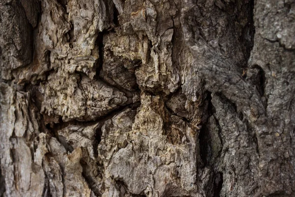 Eski Bir Ağacın Yüzeyindeki Mistik Desen Ince Çatlakları Bulanık Yaban — Stok fotoğraf