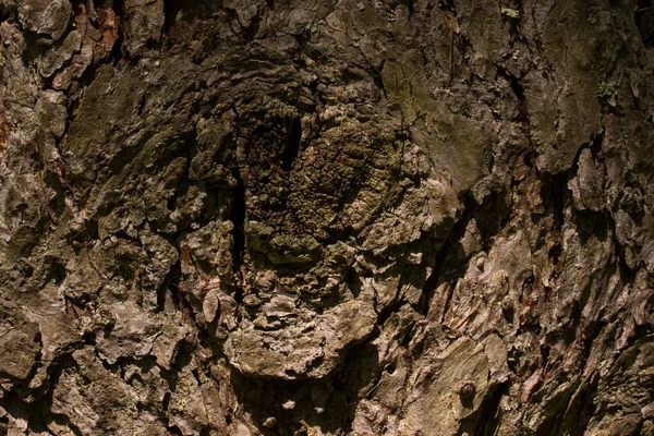 Las Drzewo Kora Tekstura Nie Gładka Szara Powierzchnia Zbliżenie Dzika — Zdjęcie stockowe