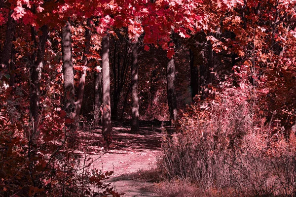 Vstup Podzimního Tajemného Lesa Červenými Listy Stromech Stezka Jasně Osvětlena — Stock fotografie