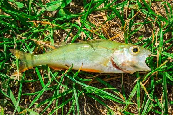 Poleiro Pego Deitado Grama Com Boca Aberta Closeup Conceito Pesca — Fotografia de Stock