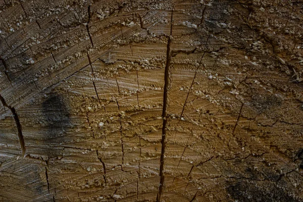 Orta sarı ve gri renkli, ahşap bir kesiğin dokusunun kenarlarında yakın plan doğal tasarım için.