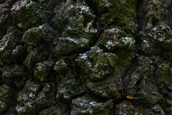 Orman Ağacı Gövdesini Kaplayan Ağaç Kabuğu Yeşil Yosun Yaban Hayatı — Stok fotoğraf