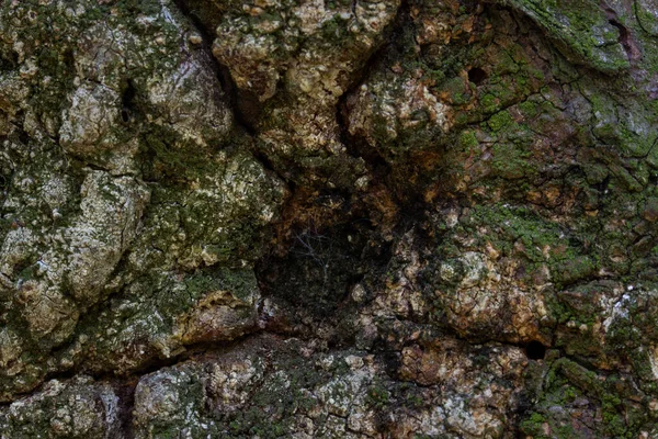 Eski ağaç gövdesi desenleri pürüzsüz gizemli yüzey değil vahşi yaşam duvar kağıtlarının dünyasını tasarım için kapatın