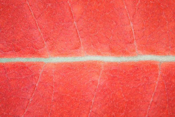 Textura Uma Folha Outono Vermelho Closeup Conceito Natureza Uma Idade — Fotografia de Stock