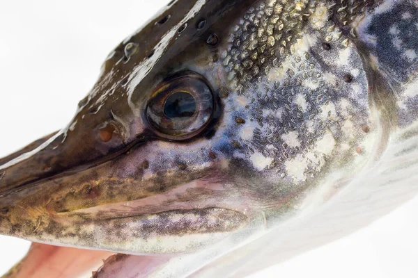 Портрет Живой Щуки Крупным Планом Яркой Хищной Рыбной Концепции Рыбалки — стоковое фото