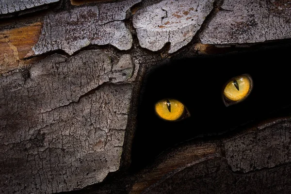 Vahşi hayvan bir orman ağacının gövdesinde saklanıyor vahşi yaşam ve cadılar bayramı konsepti